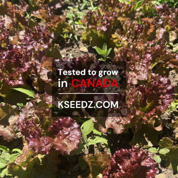 Lettuce red - 적축면 꽃상추 - Image 2