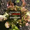 Lettuce Skirt Red - 적치마 상추 - Image 2