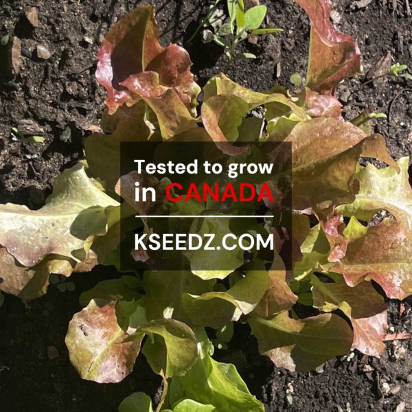 Lettuce Skirt Red - 적치마 상추 - Image 2