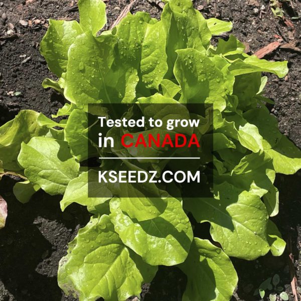 Lettuce Skirt Green - 청치마 상추 - Image 2