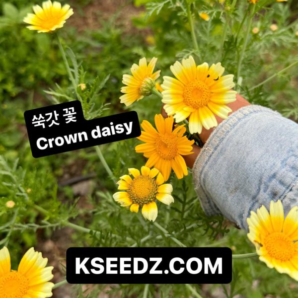 Mustard Crown Daisy - 쑥갓 - Image 4