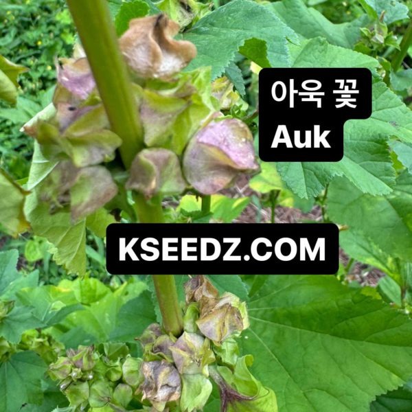 A-uk - 치마 아욱 - Image 3