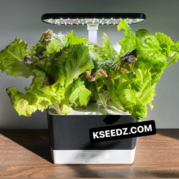Lettuce Skirt Green - 청치마 상추 - Image 4