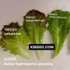 Lettuce Skirt Red - 적치마 상추 - Image 4