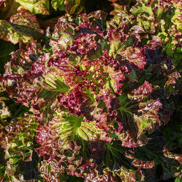 Lettuce red - 적축면 꽃상추