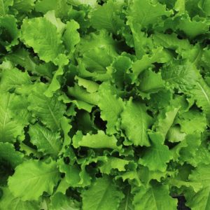 Lettuce Skirt Green - 청치마 상추