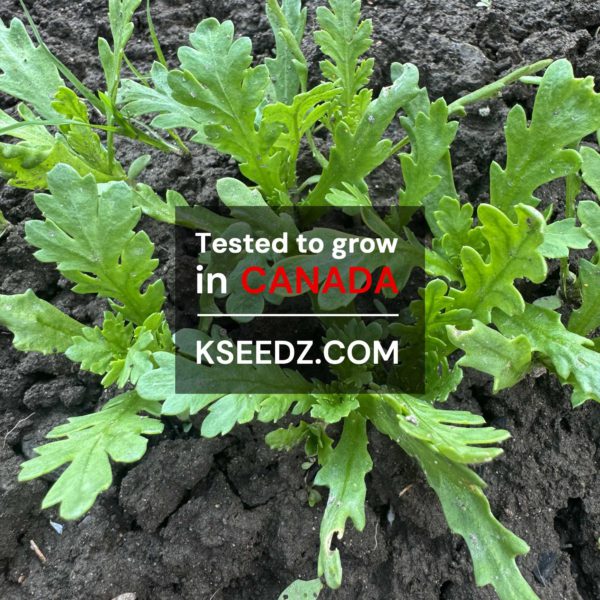 Mustard Crown Daisy - 쑥갓 - Image 2