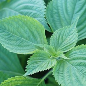 Perilla Green - 잎들깨