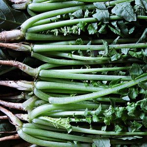Young Radish Summer Dark - 흑진열무