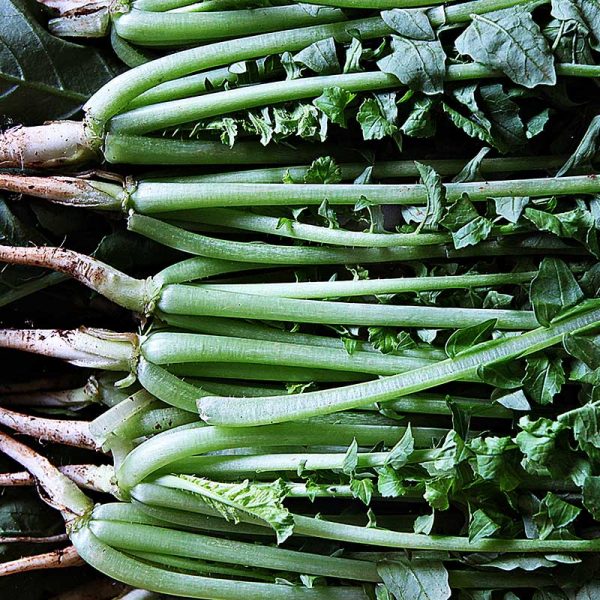 Young Radish Summer Dark - 흑진열무