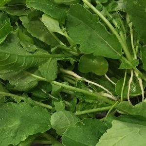Young Radish Summer - 열무
