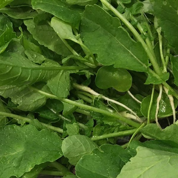 Young Radish Summer - 열무