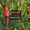 Pepper Red : Mild - 홍고추 - Image 2