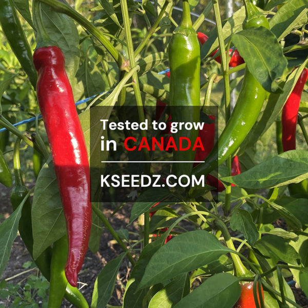 Pepper Red : Mild - 홍고추 - Image 2