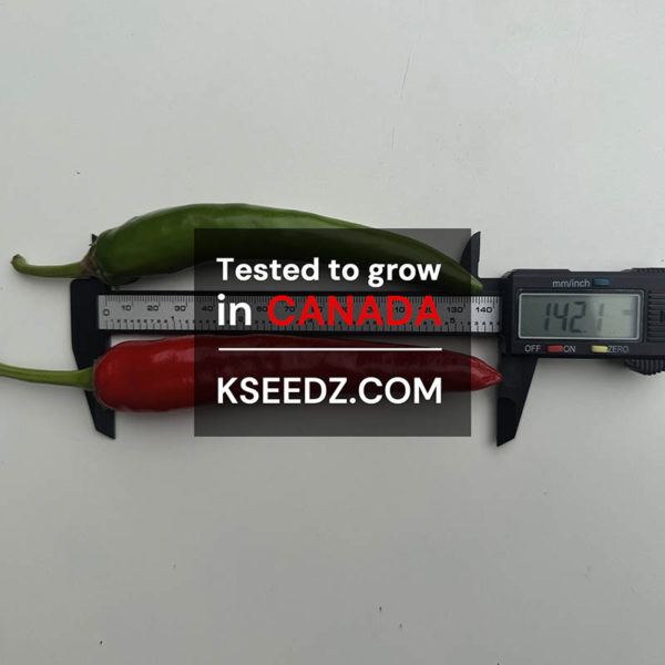 Pepper Red : Mild - 홍고추 - Image 3