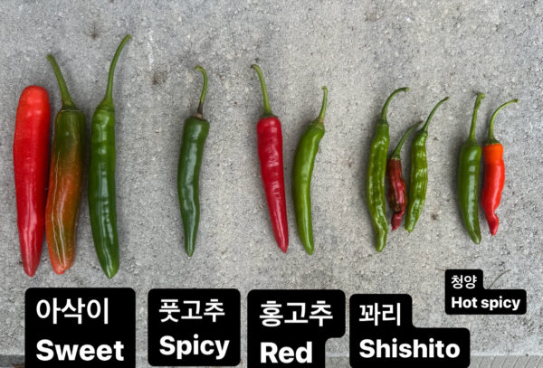 Pepper Green : Sweet - 아삭이 고추 - Image 3