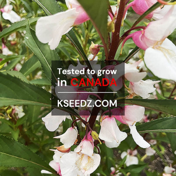 Garden Balsam Flower : Bongsunwha - 봉선화꽃 - Image 2