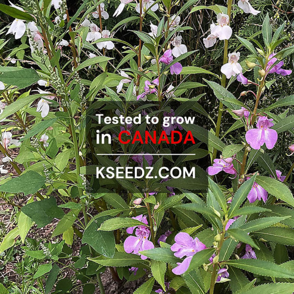 Garden Balsam Flower : Bongsunwha - 봉선화꽃 - Image 3