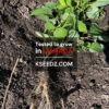 Korean Lance Asiabell : Deodeok - 더덕 - Image 2