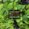 Korean Lance Asiabell : Deodeok - 더덕 - Image 3