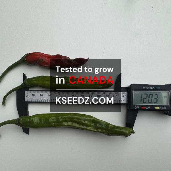 Pepper Green Shishito : Mild - 꽈리 고추 - Image 2