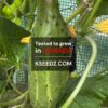 Cucumber old : Nogak - 노각오이 - Image 3