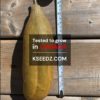 Cucumber old : Nogak - 노각오이 - Image 2