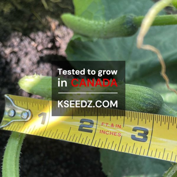 Cucumber - 백다다기 오이 - Image 3