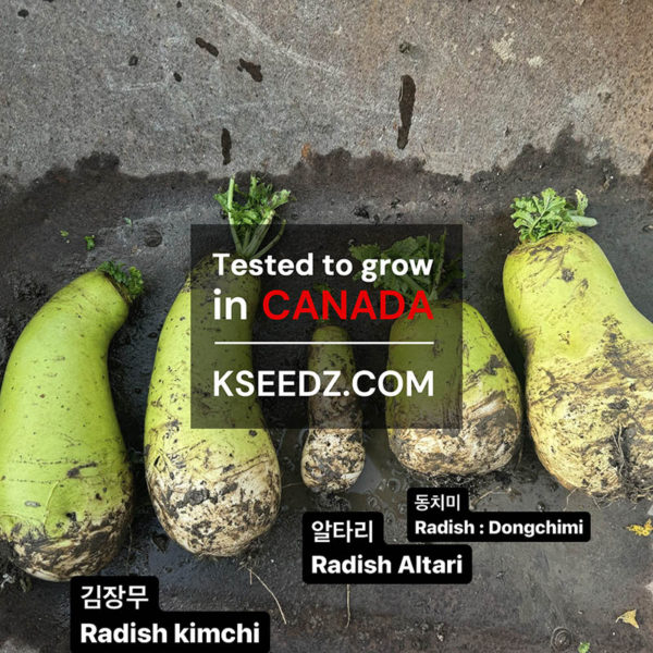 Radish : Kimchi (FALL) - 가을김장무 - Image 2