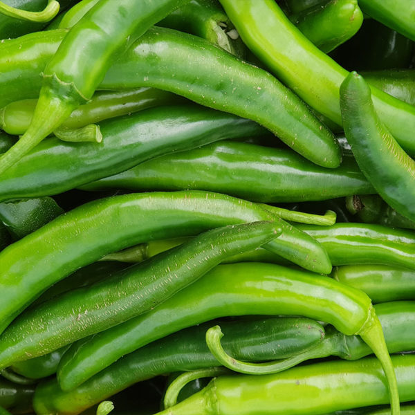 Pepper Green - 풋고추
