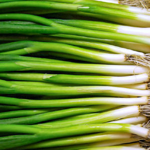 Bunching onion : Welsh - 대파