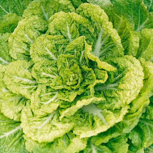 Cabbage Winter : Bomdong - 봄동 배추