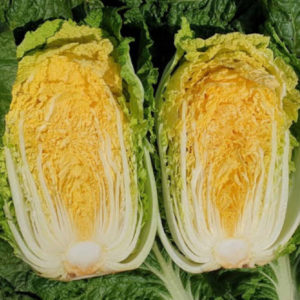 Kimchi Cabbage : FALL - 김장 배추