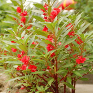 Garden Balsam Flower : Bongsunwha - 봉선화꽃