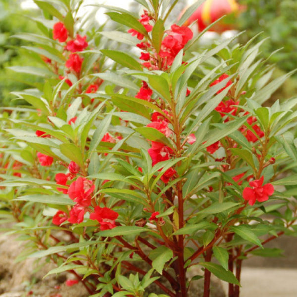 Garden Balsam Flower : Bongsunwha - 봉선화꽃