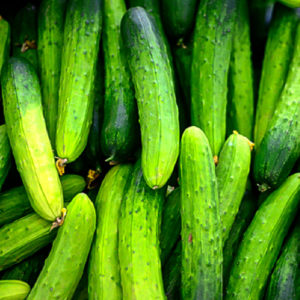Cucumber - 백다다기 오이