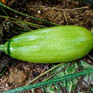Zucchini Summer - 애호박