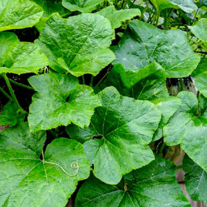 Zucchini leaves - 호박잎