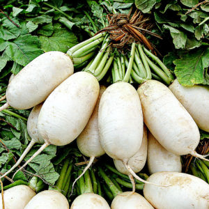 Radish : Kimchi (FALL) - 가을김장무