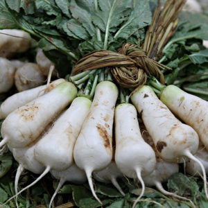 Radish Altari Spring - 알타리무 / 총각무