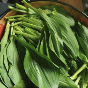 ! PRE-ORDER 2022, Ramps / Wild garlic /Myeonginamul - 울릉도종 명이나물, 산마늘 1G (Approx 50 seeds)