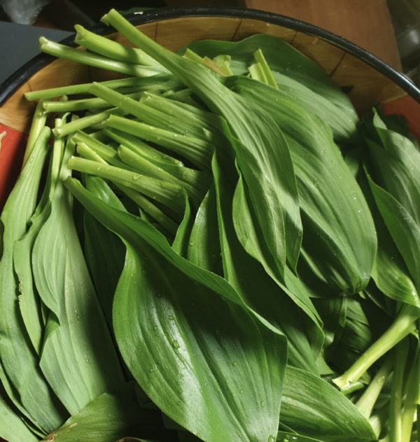 ! PRE-ORDER 2022, Ramps / Wild garlic /Myeonginamul - 울릉도종 명이나물, 산마늘 1G (Approx 50 seeds)