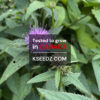 Gondre - 곤드레 - Image 3