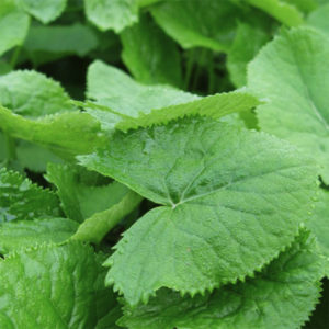 Fischer's ragwort : Gomchwi - 곰취나물
