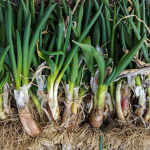 Bunching Onion Chosun : Korean hairloom  - 조선파,구절파