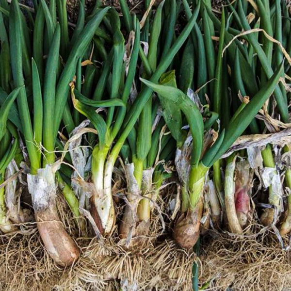 Bunching Onion Chosun : Korean hairloom  - 조선파,구절파