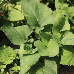 Edible aster - 참취나물