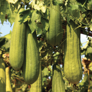Luffa Gourd - 수세미