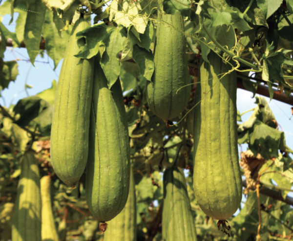 Luffa Gourd - 수세미