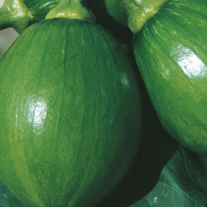 Zucchini squash - 풋호박